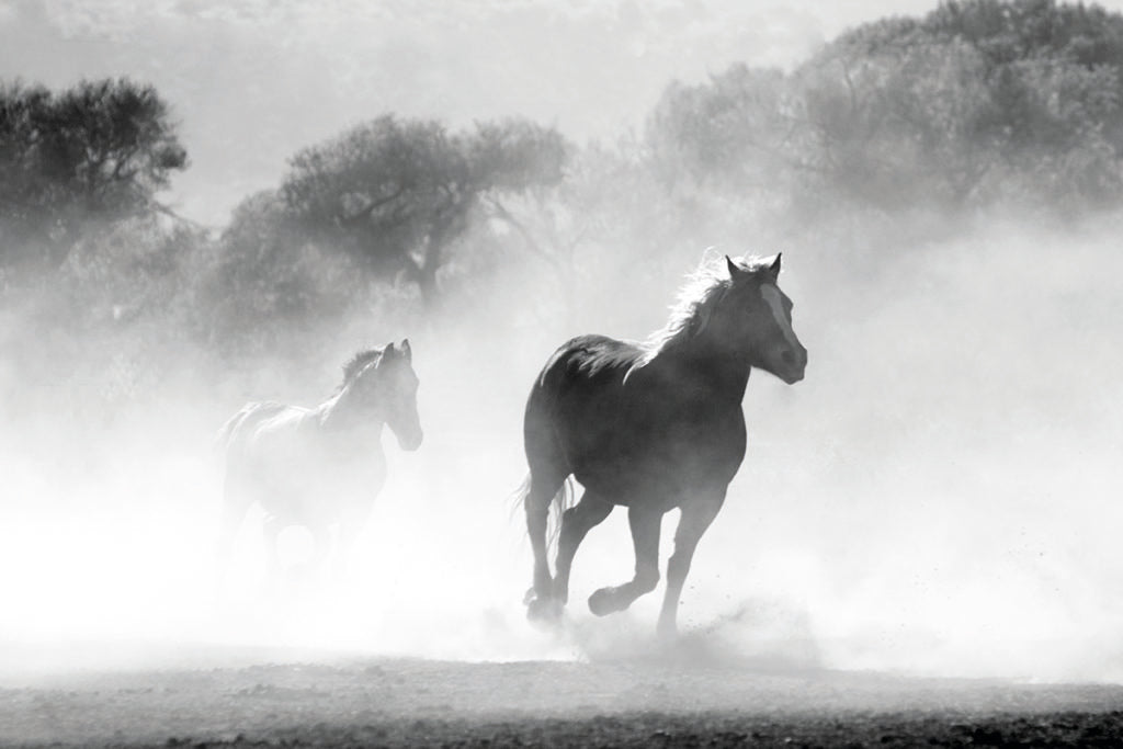 Pierre Guillaume Arabian Horse Eau de Parfum